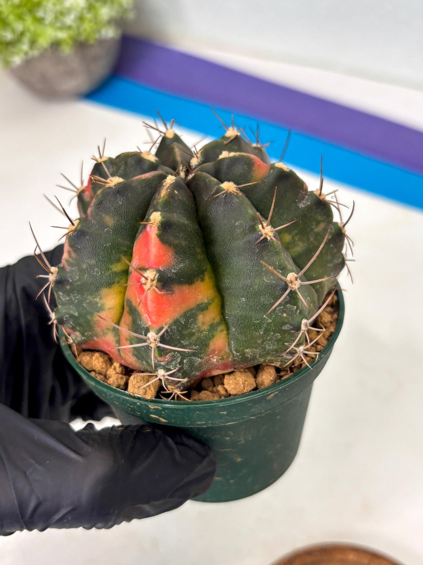 Gymnocalycium Mihanovichii (gy15) (r1) | Imported Plants