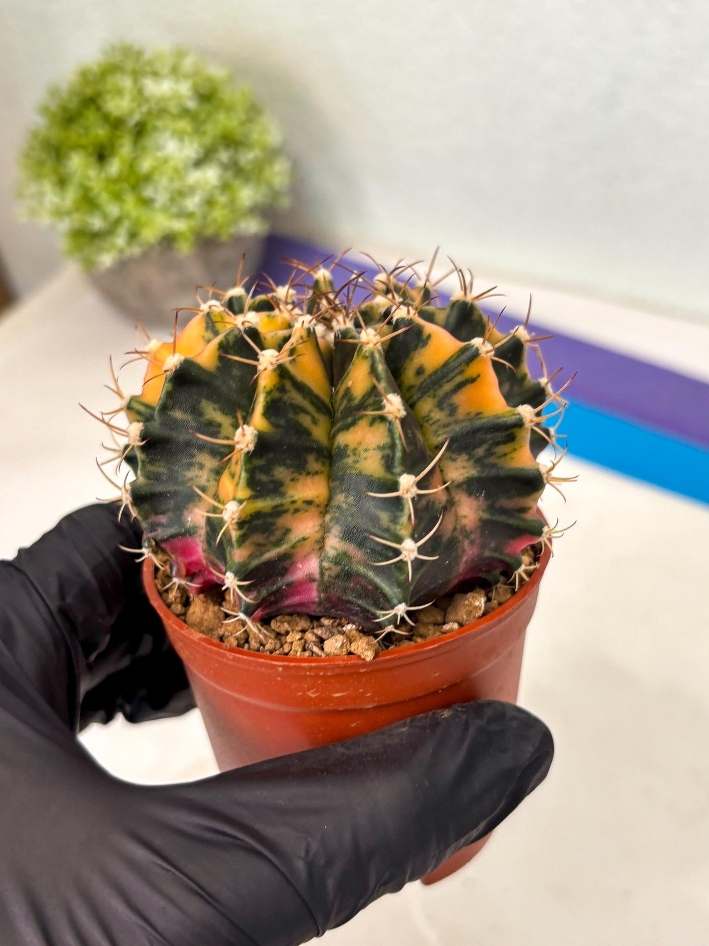 Gymnocalycium Mihanovichii (gy15) (r2) | Imported Plants