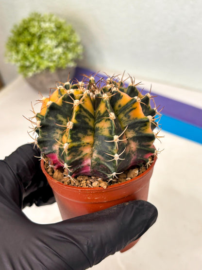 Gymnocalycium Mihanovichii (gy15) (r2) | Imported Plants
