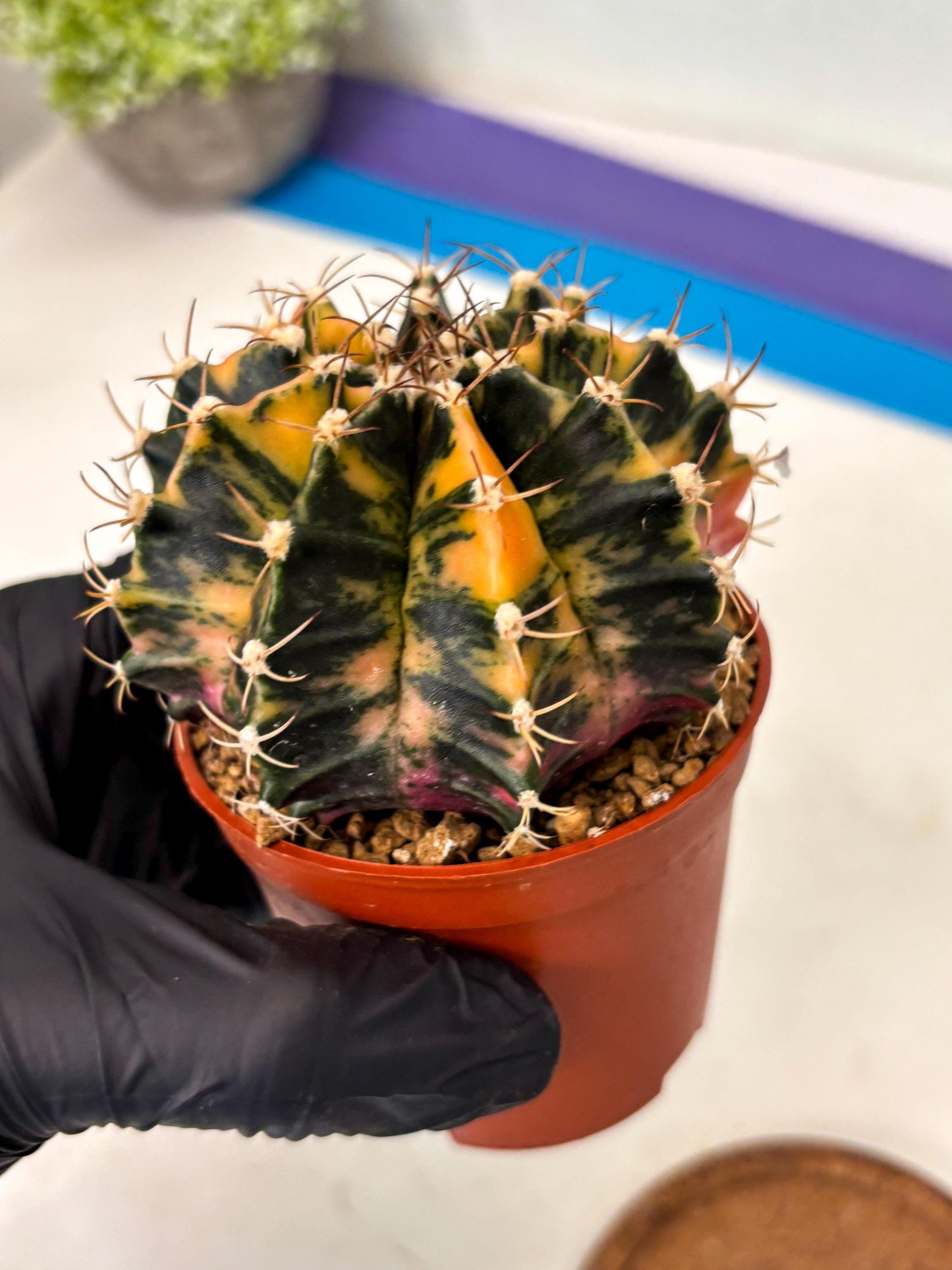 Gymnocalycium Mihanovichii (gy15) (r2) | Imported Plants