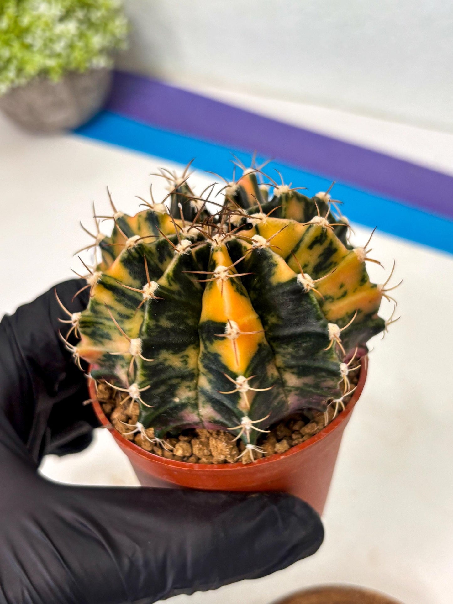 Gymnocalycium Mihanovichii (gy15) (r2) | Imported Plants