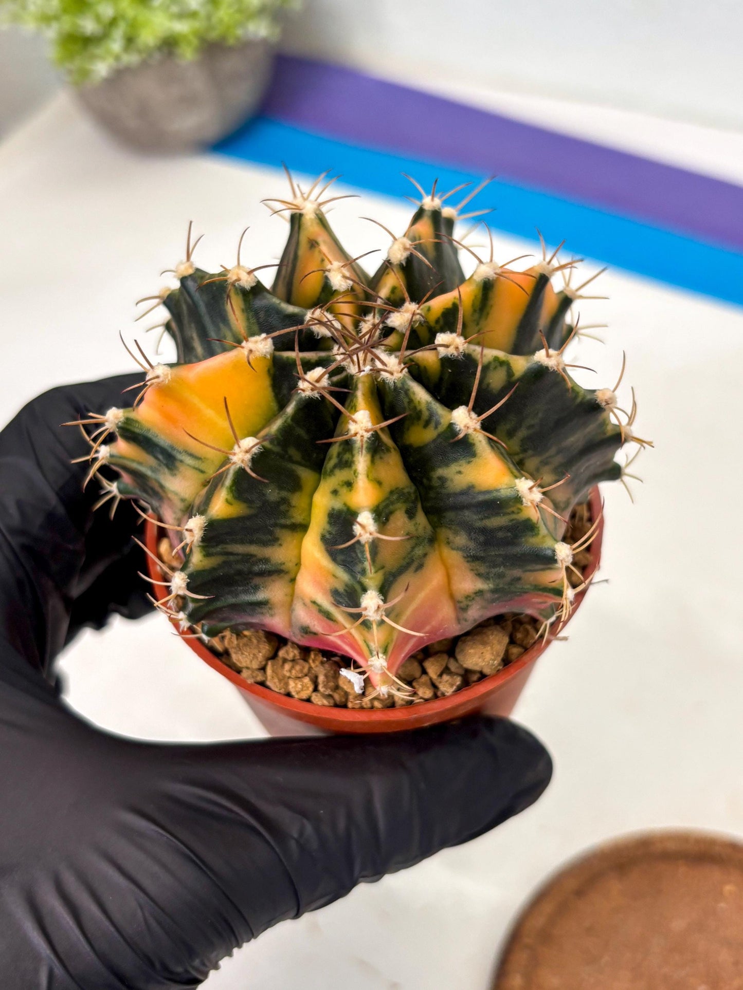 Gymnocalycium Mihanovichii (gy15) (r2) | Imported Plants