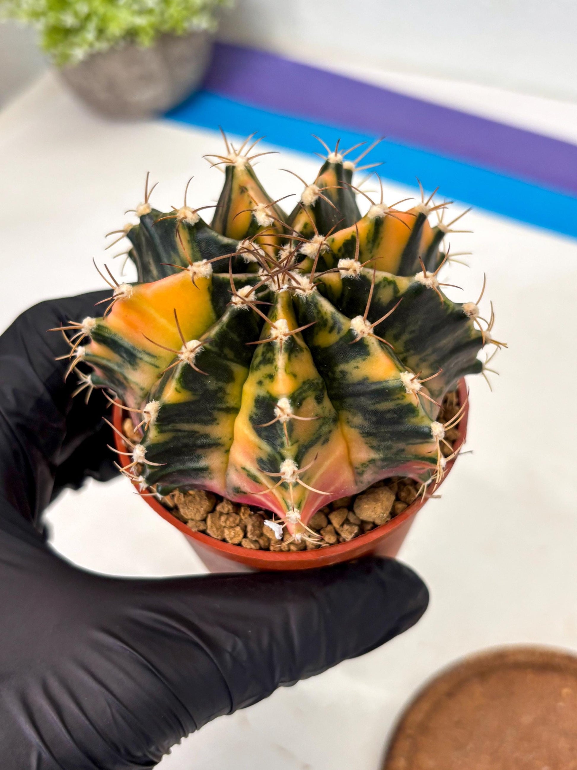 Gymnocalycium Mihanovichii (gy15) (r2) | Imported Plants