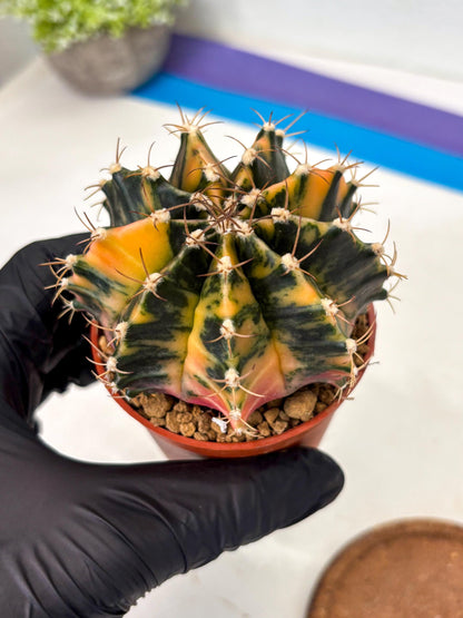 Gymnocalycium Mihanovichii (gy15) (r2) | Imported Plants