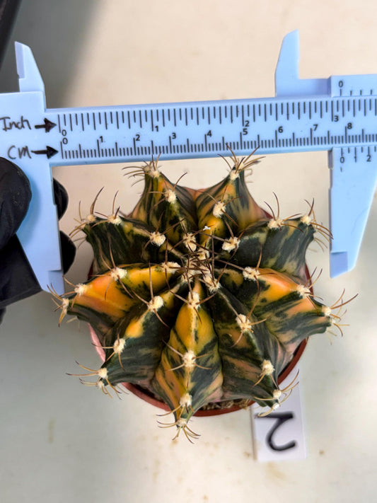 Gymnocalycium Mihanovichii (gy15) (r2) | Imported Plants