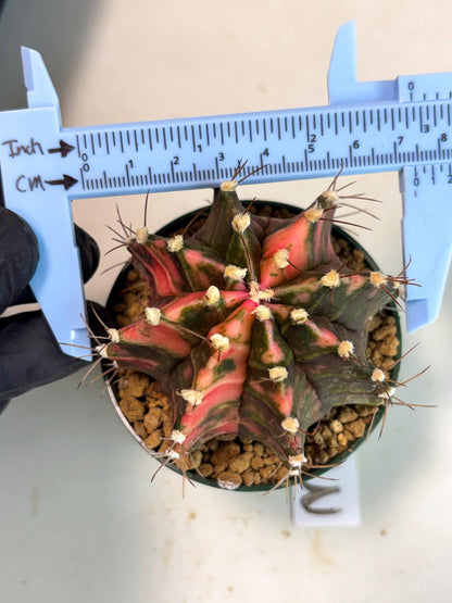 Gymnocalycium Mihanovichii (gy15) (r3) | Imported Plants