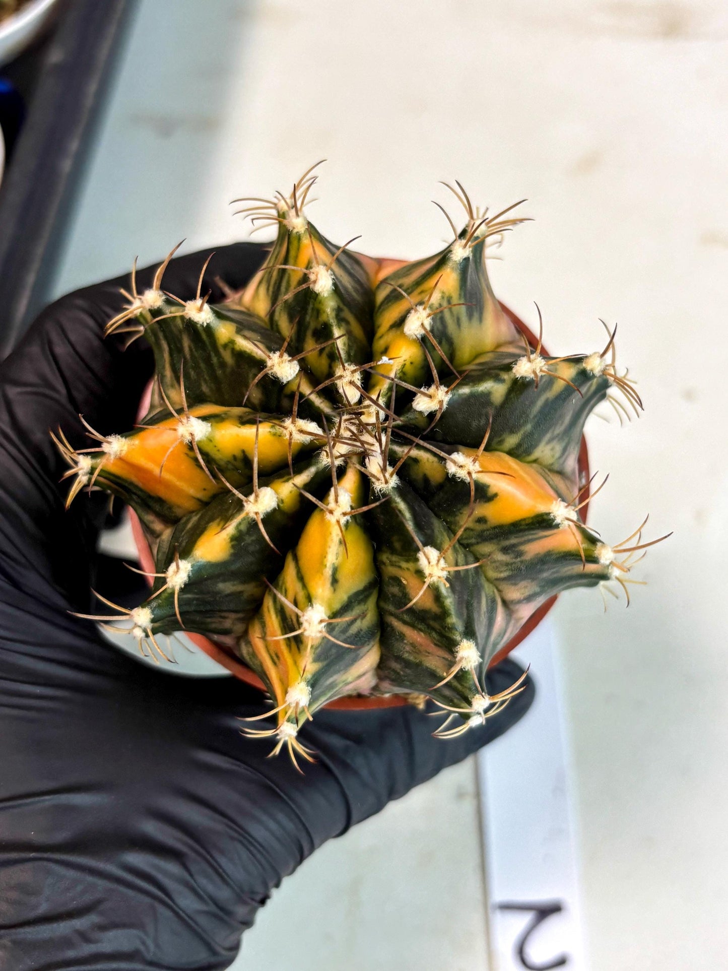 Gymnocalycium Mihanovichii (gy15) (r2) | Imported Plants