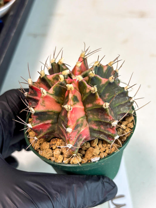 Gymnocalycium Mihanovichii (gy15) (r3) | Imported Plants