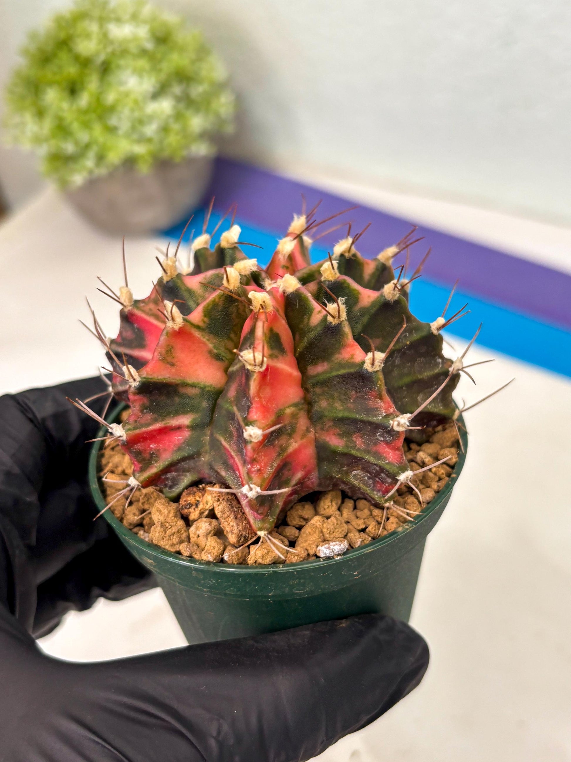 Gymnocalycium Mihanovichii (gy15) (r3) | Imported Plants