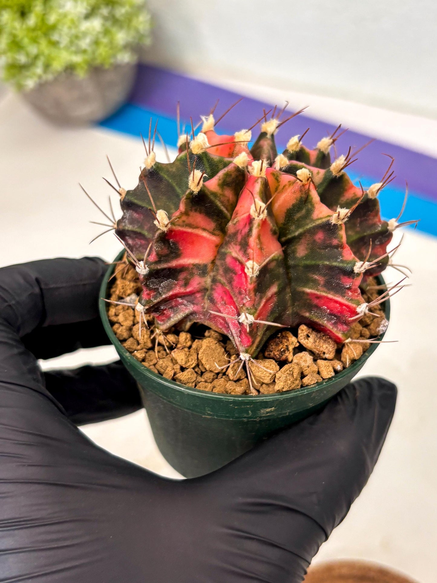 Gymnocalycium Mihanovichii (gy15) (r3) | Imported Plants
