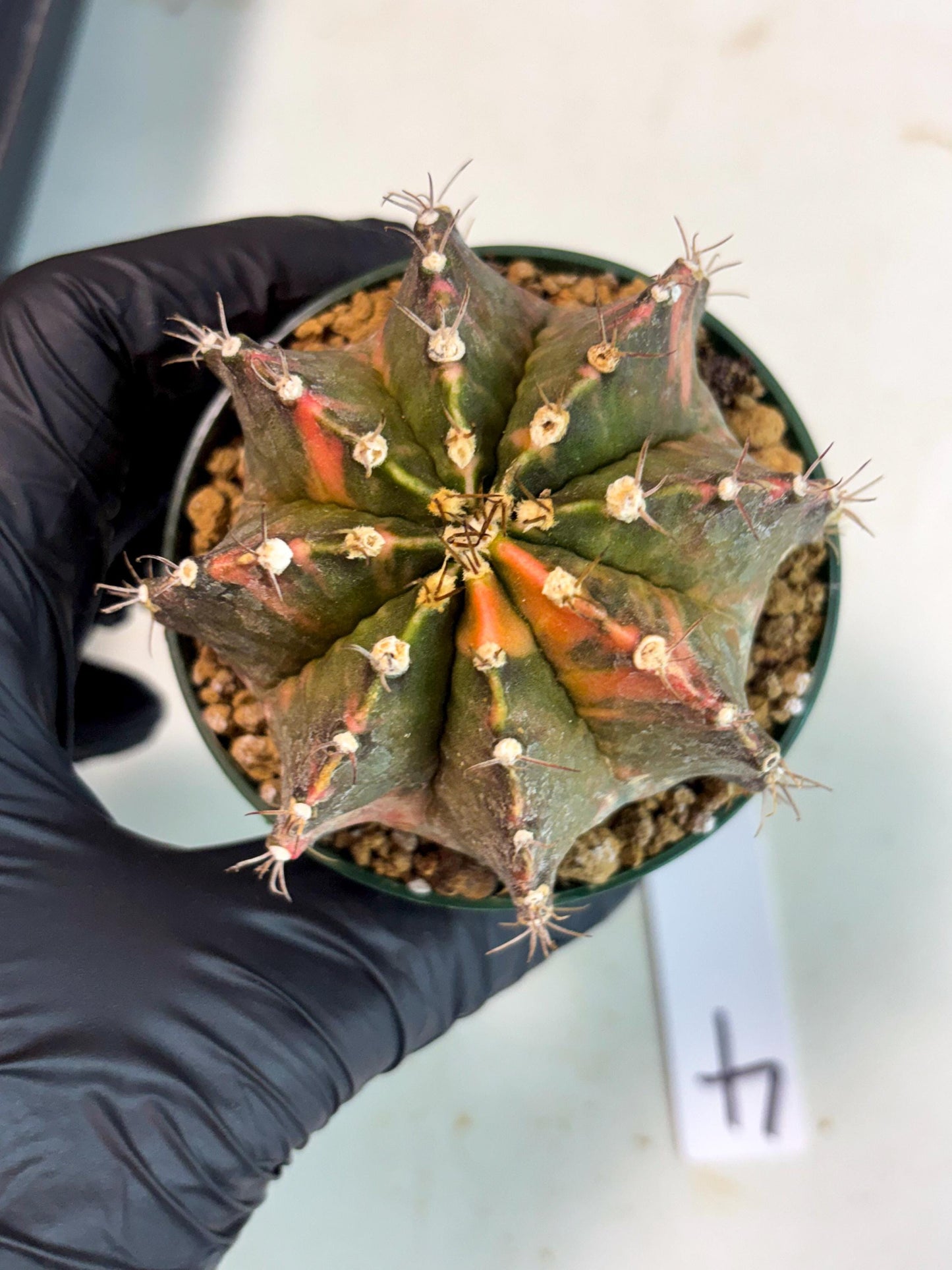 Gymnocalycium Mihanovichii (gy15) (r4) | Imported Plants