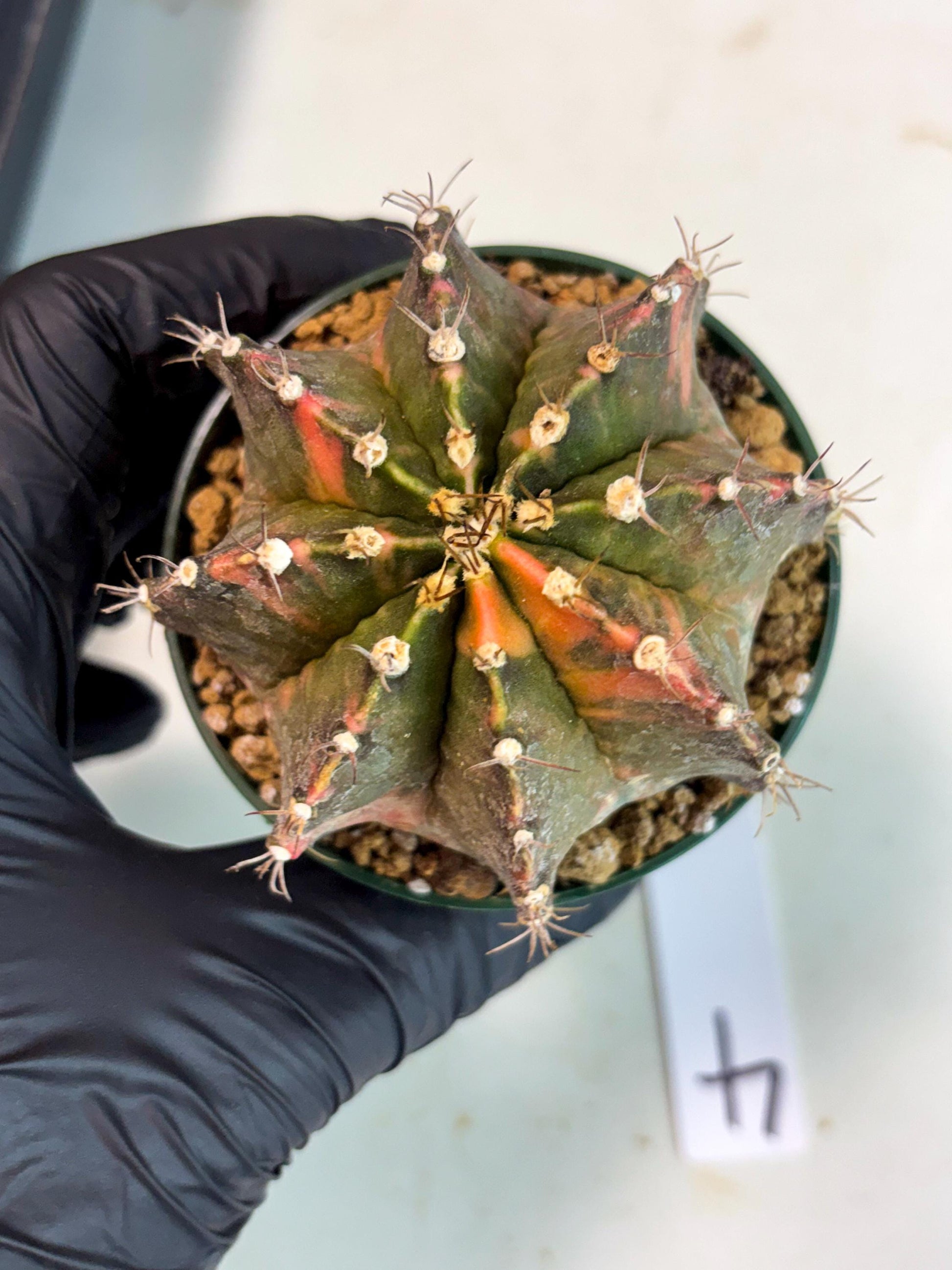 Gymnocalycium Mihanovichii (gy15) (r4) | Imported Plants