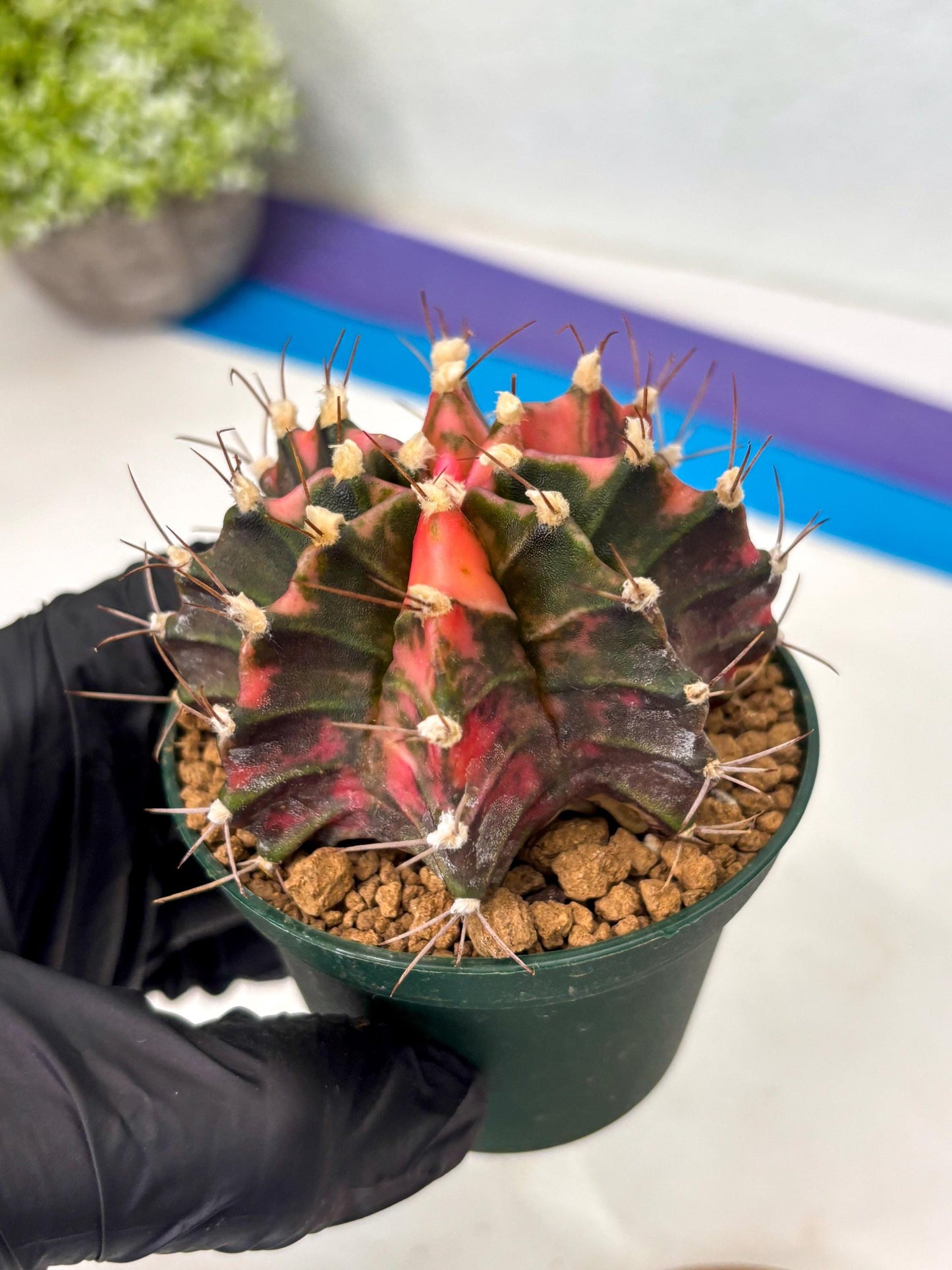 Gymnocalycium Mihanovichii (gy15) (r3) | Imported Plants