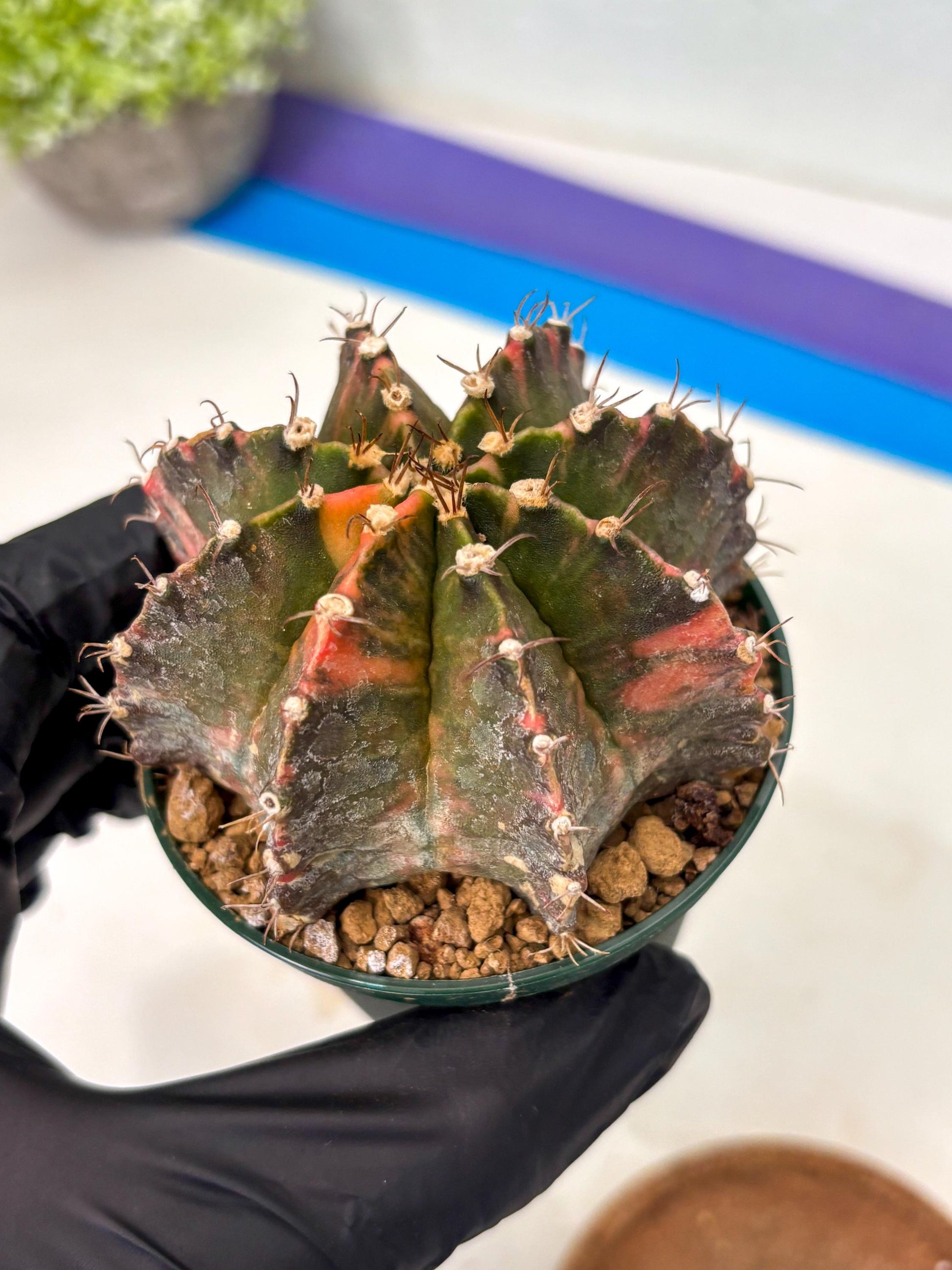 Gymnocalycium Mihanovichii (gy15) (r4) | Imported Plants