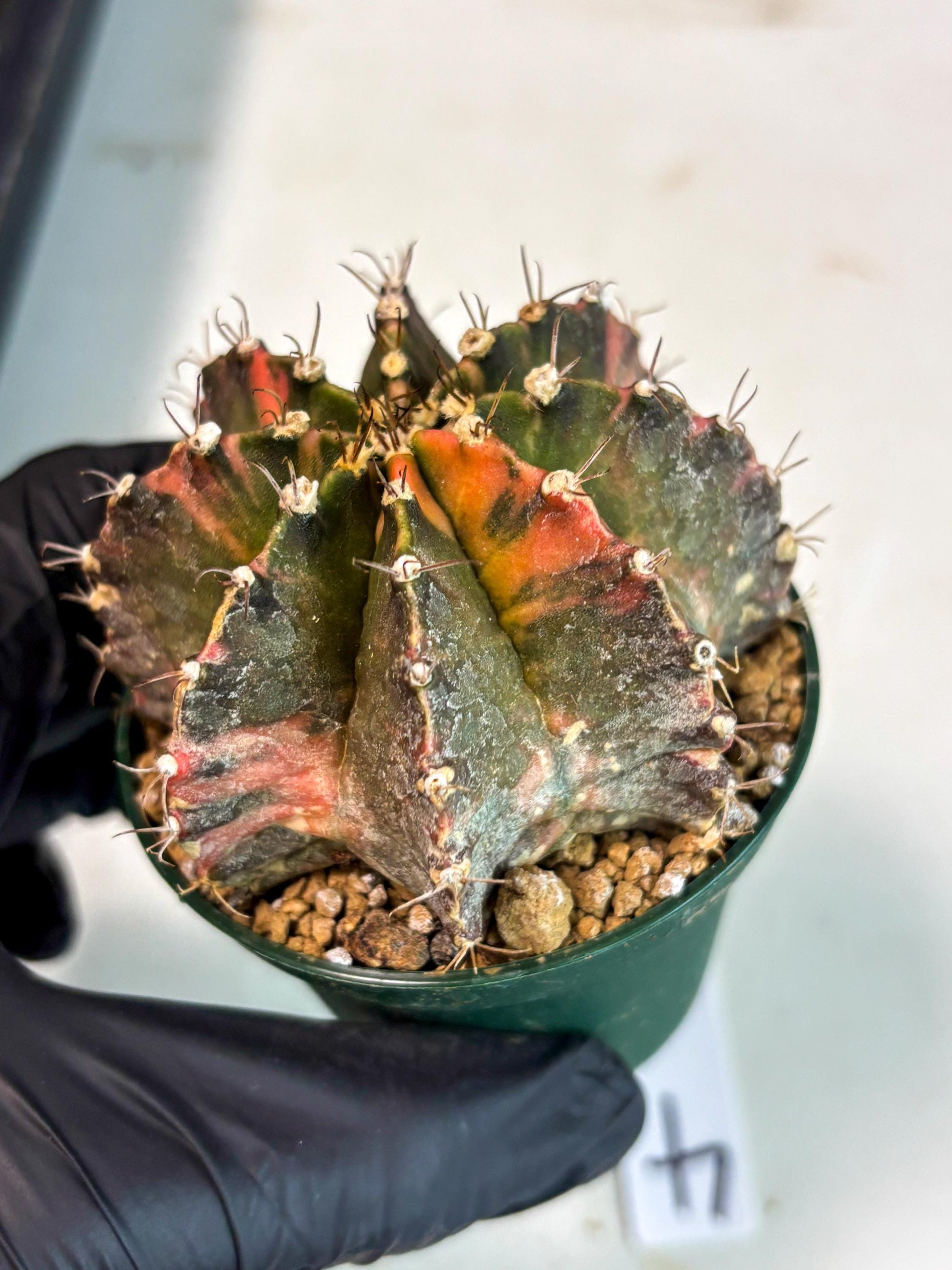 Gymnocalycium Mihanovichii (gy15) (r4) | Imported Plants