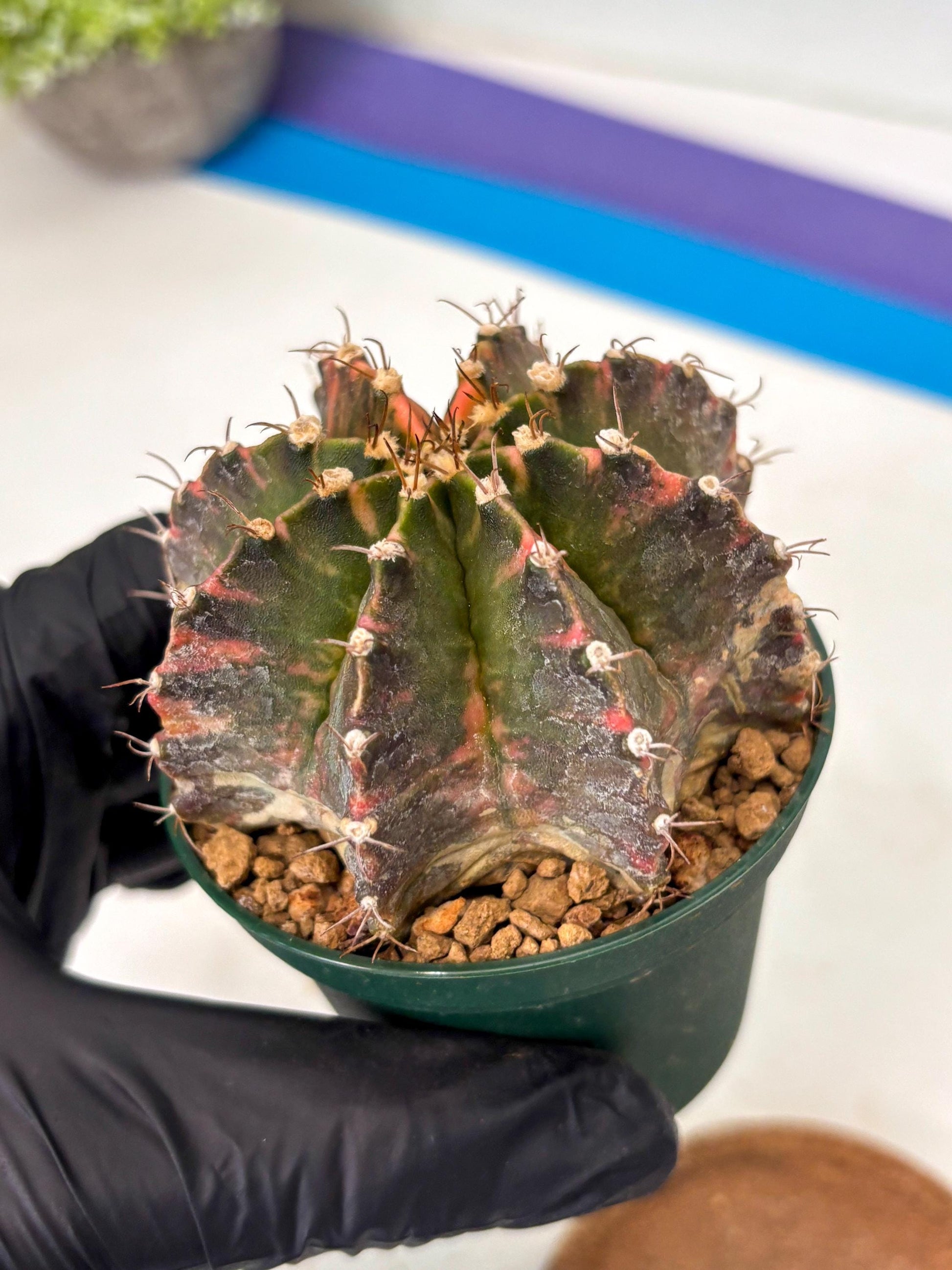 Gymnocalycium Mihanovichii (gy15) (r4) | Imported Plants