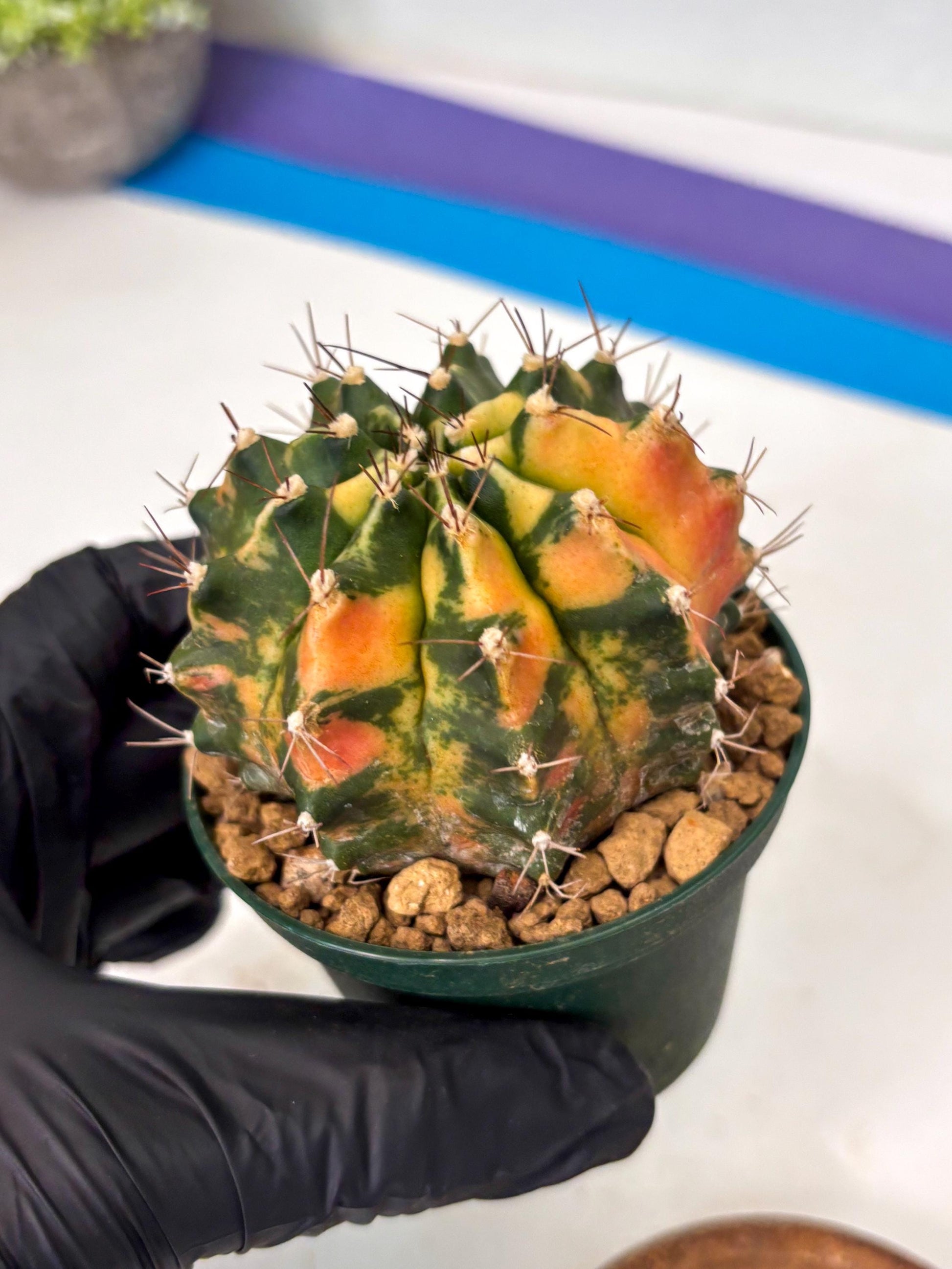 Gymnocalycium Mihanovichii (gy15) (r5) | Imported Plants
