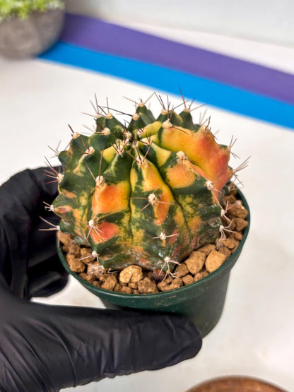 Gymnocalycium Mihanovichii (gy15) (r5) | Imported Plants