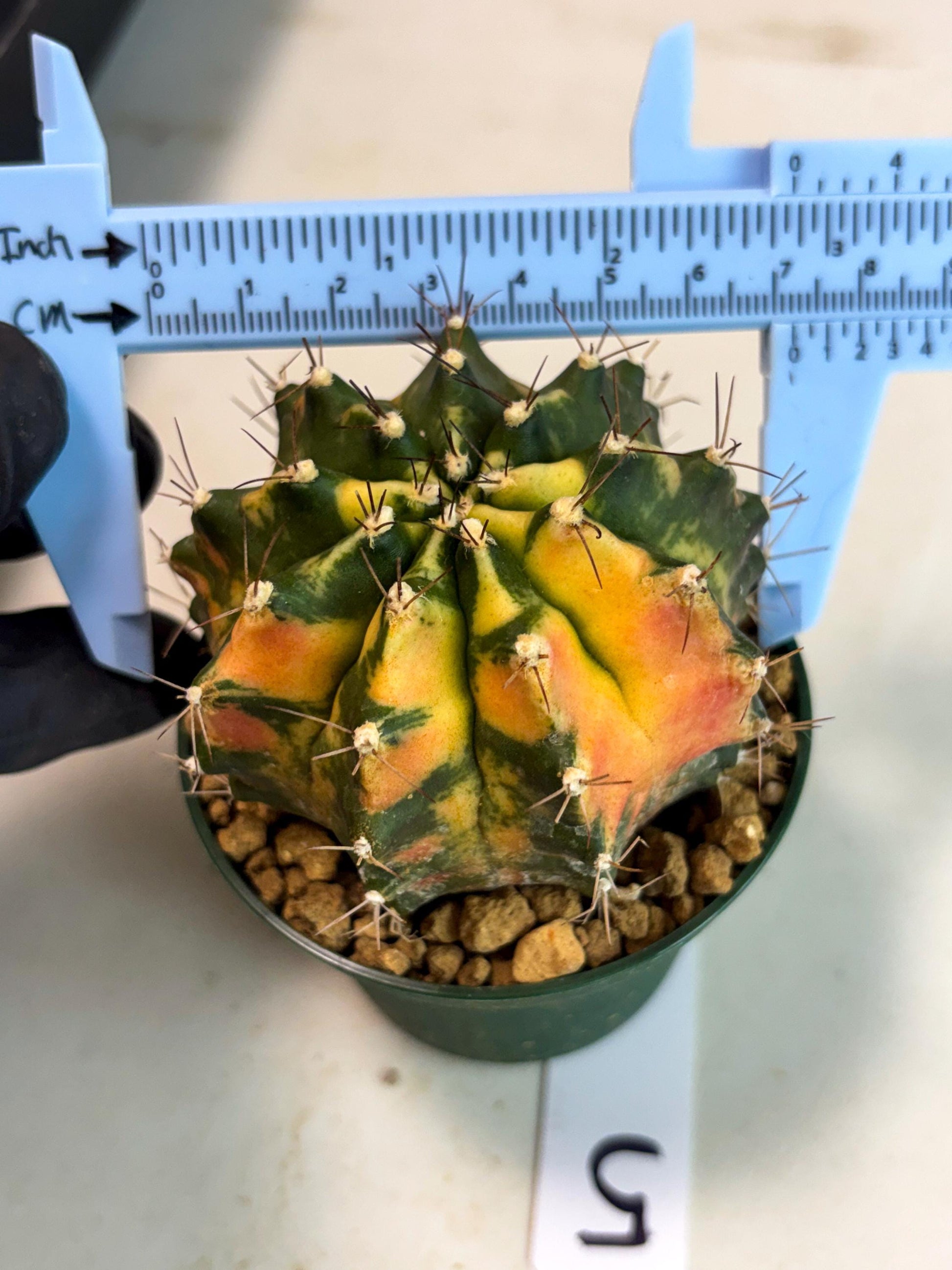Gymnocalycium Mihanovichii (gy15) (r5) | Imported Plants