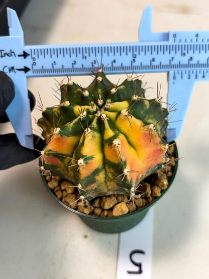 Gymnocalycium Mihanovichii (gy15) (r5) | Imported Plants
