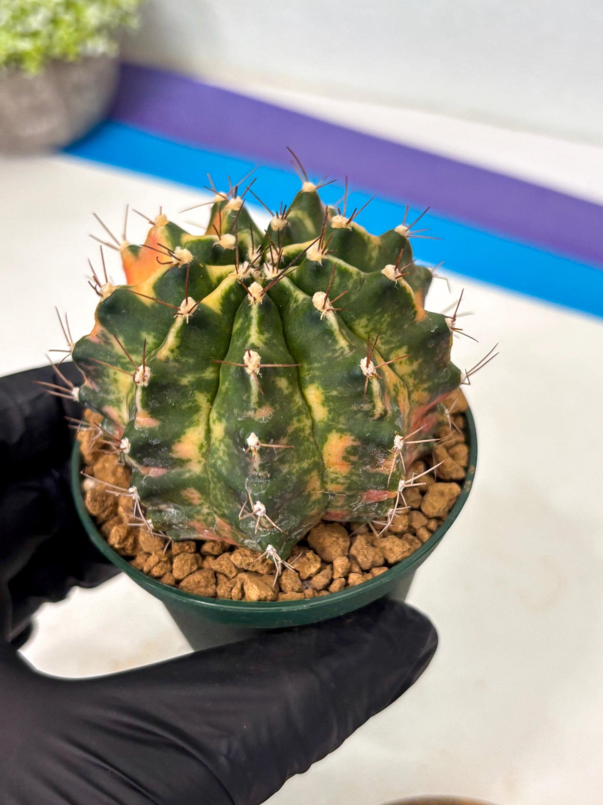 Gymnocalycium Mihanovichii (gy15) (r5) | Imported Plants