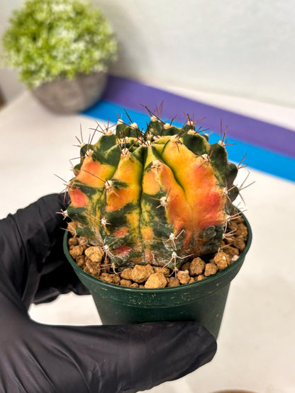 Gymnocalycium Mihanovichii (gy15) (r5) | Imported Plants