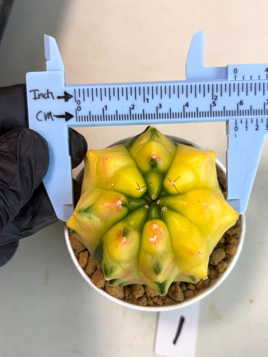 Gymnocalycium Mihanovichii (gy16) (y1) | Imported Plants