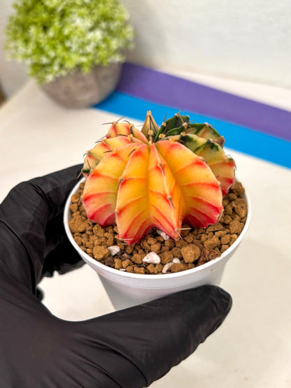 Gymnocalycium Lb Hybrid (gy16) (y2) | Imported Plants