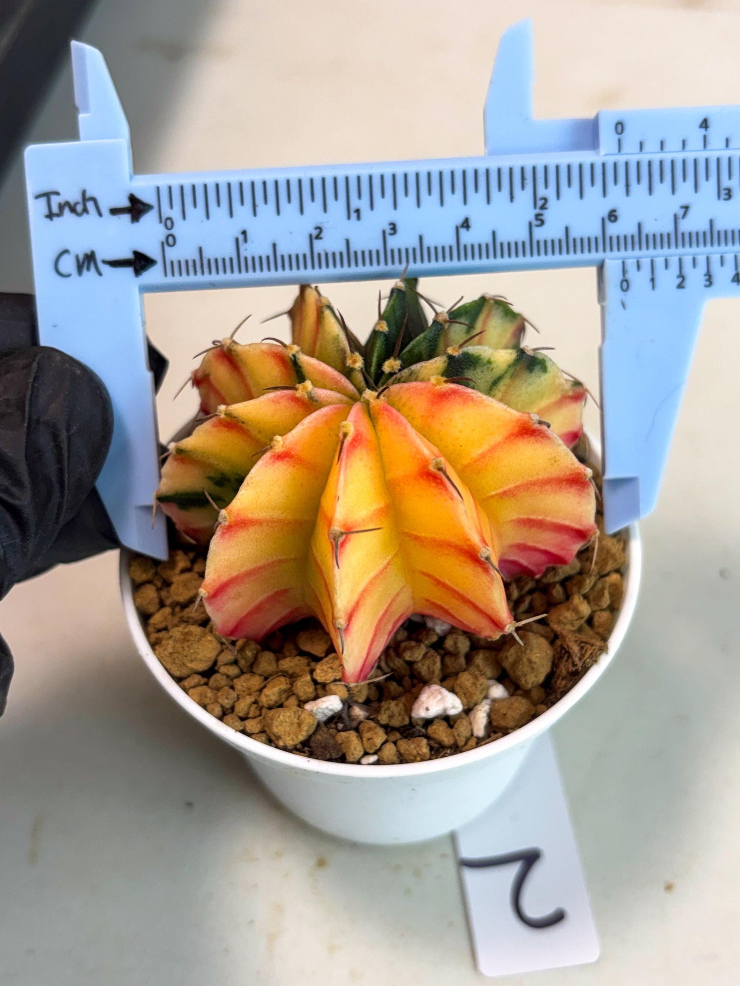 Gymnocalycium Lb Hybrid (gy16) (y2) | Imported Plants