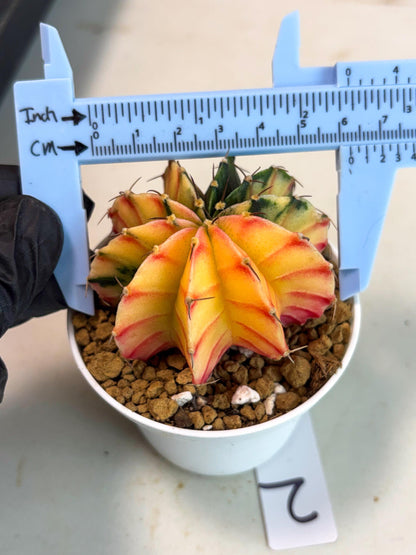 Gymnocalycium Lb Hybrid (gy16) (y2) | Imported Plants