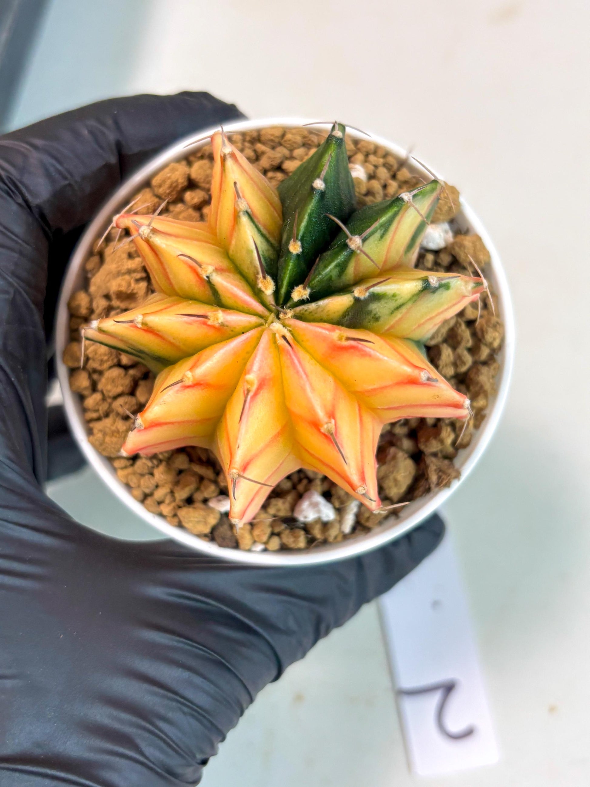 Gymnocalycium Lb Hybrid (gy16) (y2) | Imported Plants