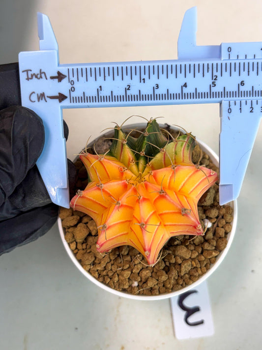 Gymnocalycium Lb Hybrid (gy16) (y3) | Imported Plants