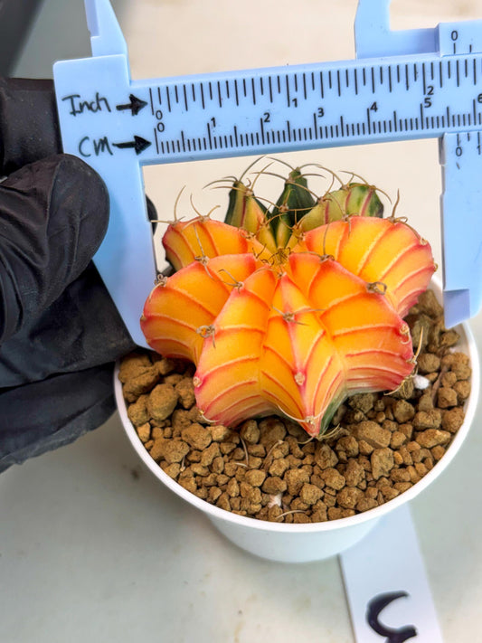 Gymnocalycium Lb Hybrid (gy16) (y3) | Imported Plants