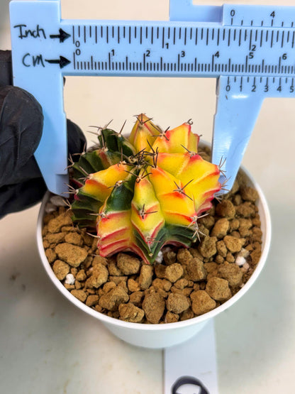 Gymnocalycium Lb Hybrid (gy16) (y6) | Imported Plants