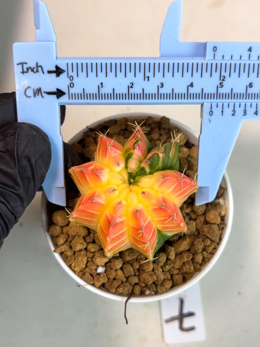 Gymnocalycium Lb Hybrid (gy16) (y7) | Imported Plants