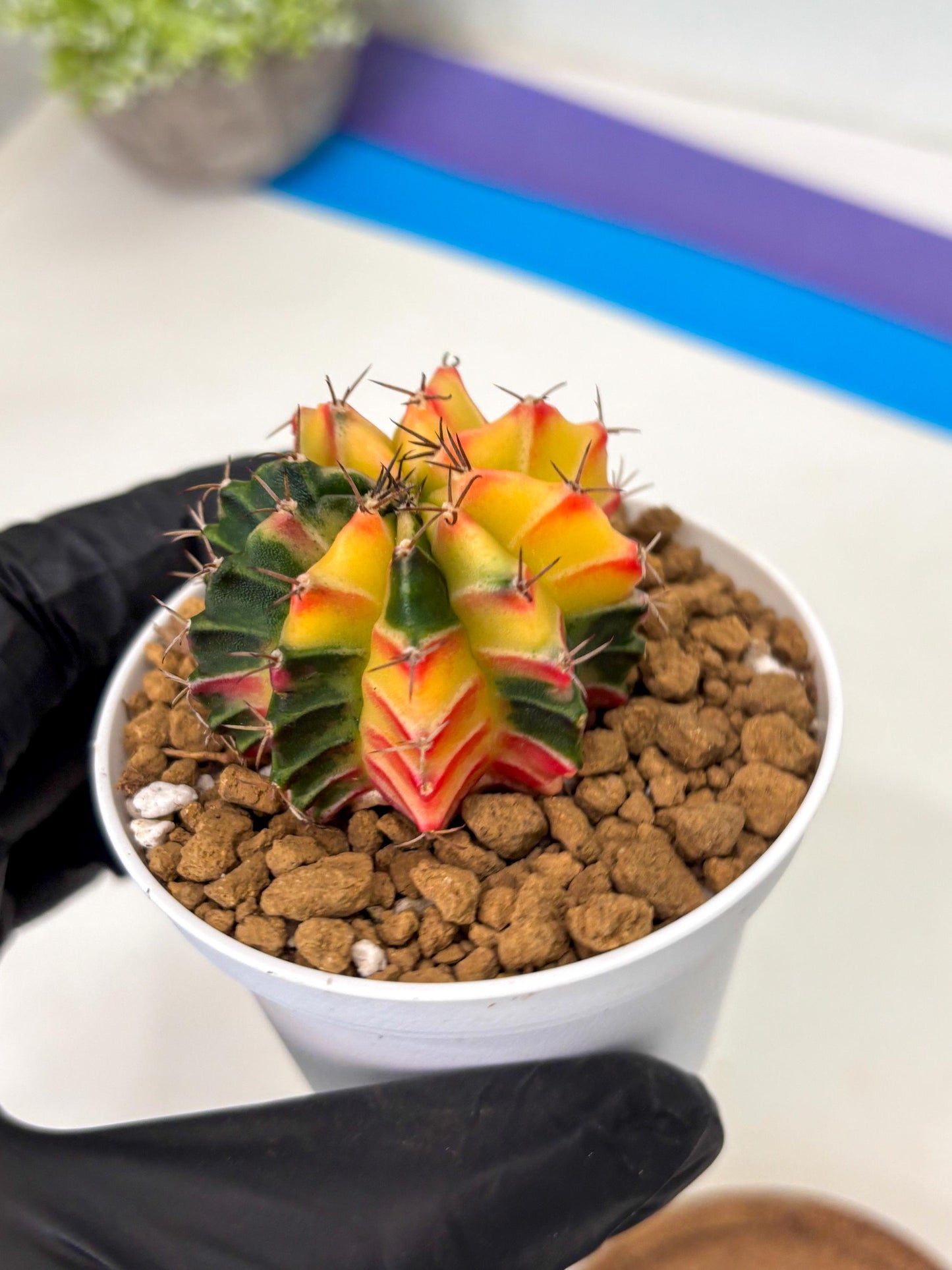Gymnocalycium Lb Hybrid (gy16) (y6) | Imported Plants