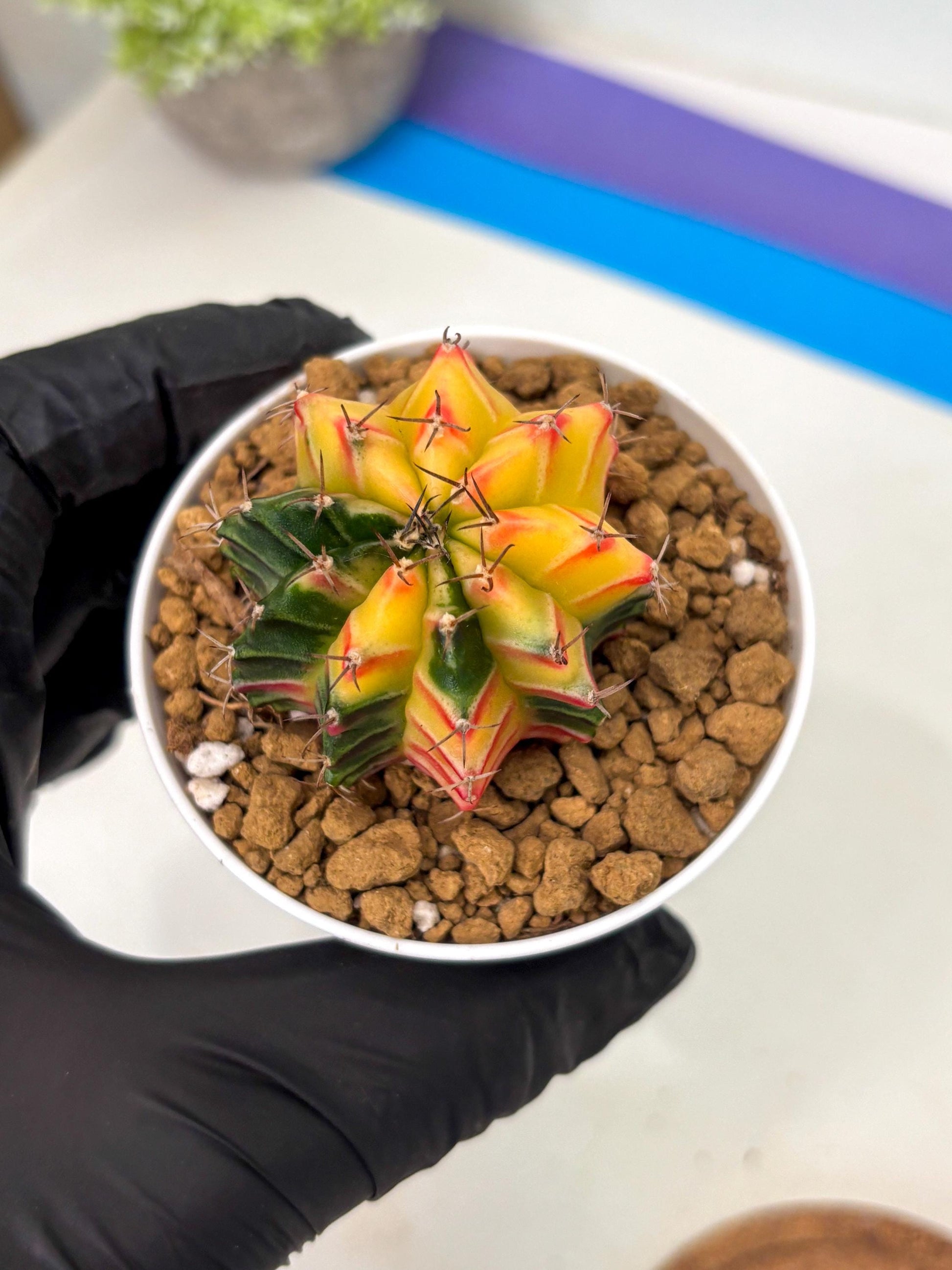 Gymnocalycium Lb Hybrid (gy16) (y6) | Imported Plants
