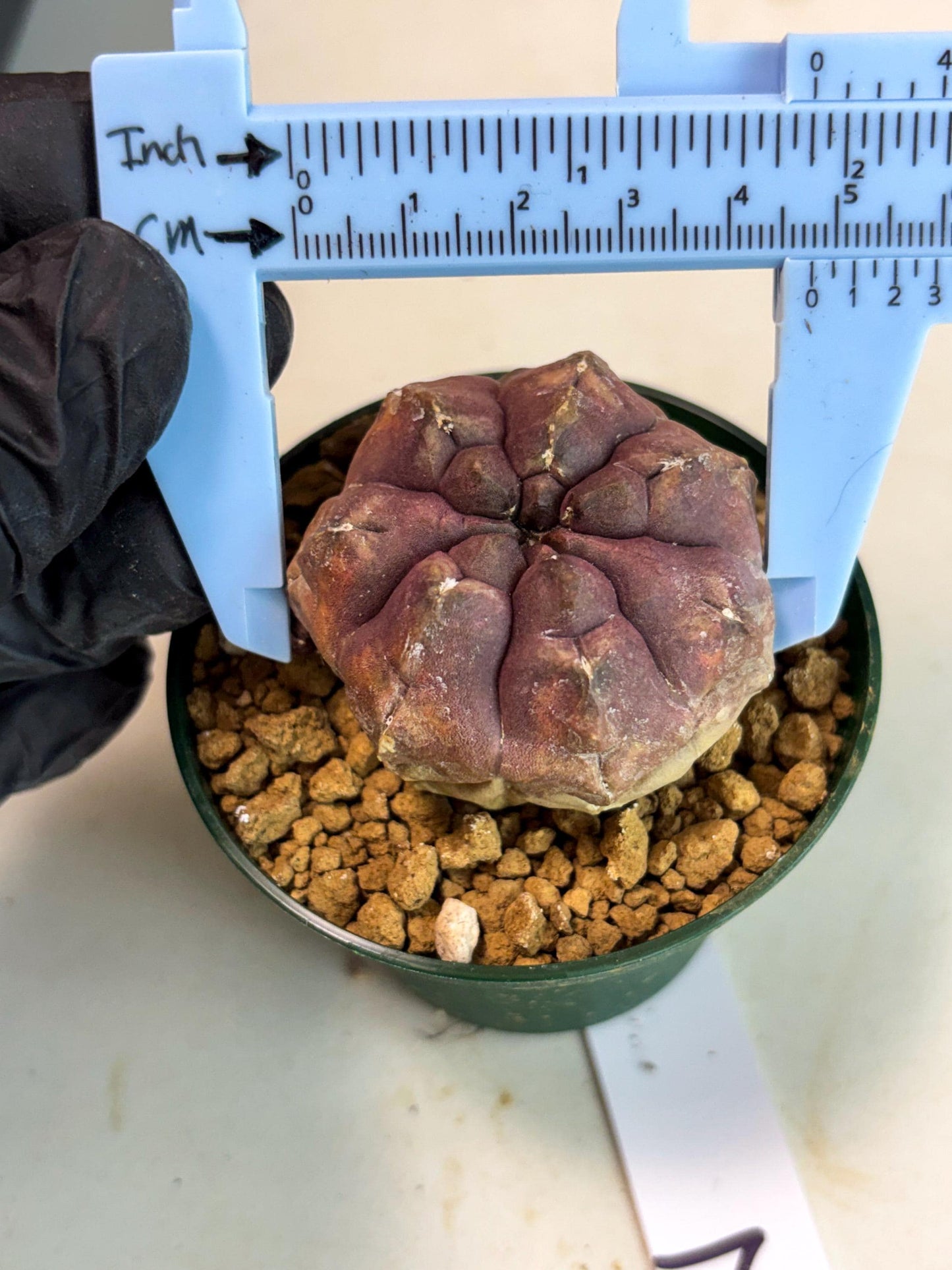 Gymnocalycium Daydream (gy16) (b2) | Rare Hybrids
