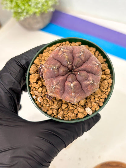 Gymnocalycium Daydream (gy16) (b2) | Rare Hybrids