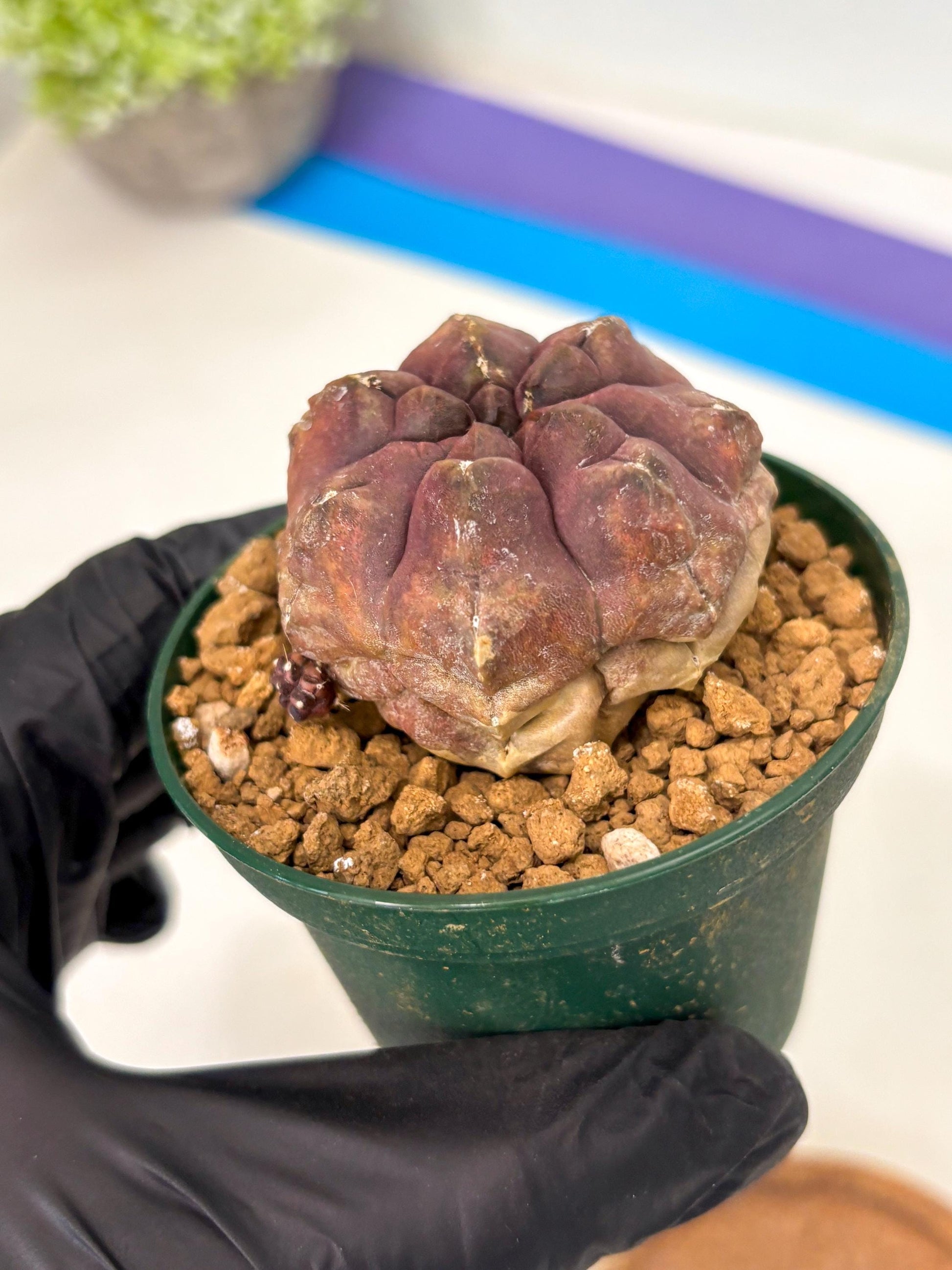 Gymnocalycium Daydream (gy16) (b2) | Rare Hybrids