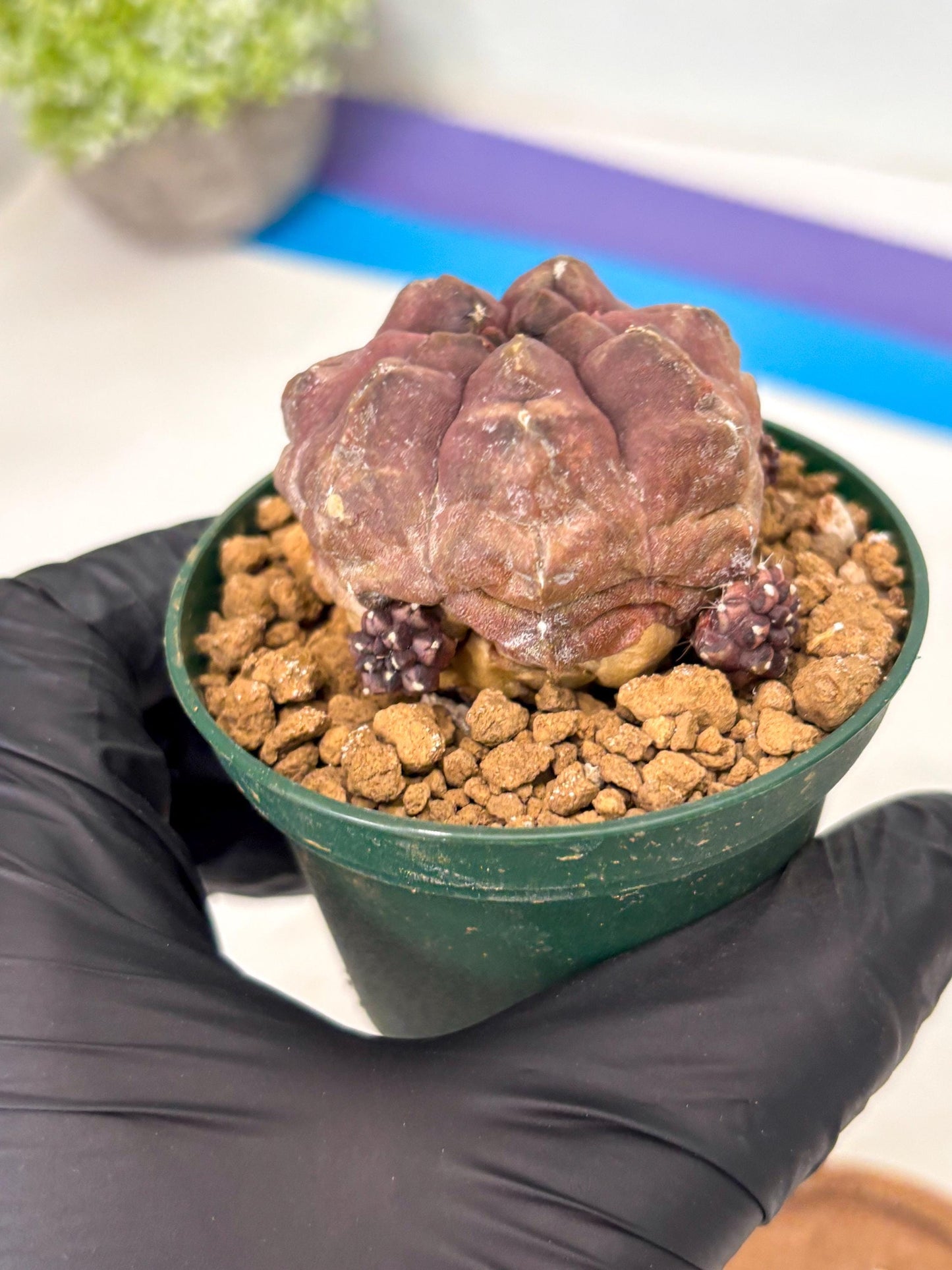 Gymnocalycium Daydream (gy16) (b2) | Rare Hybrids