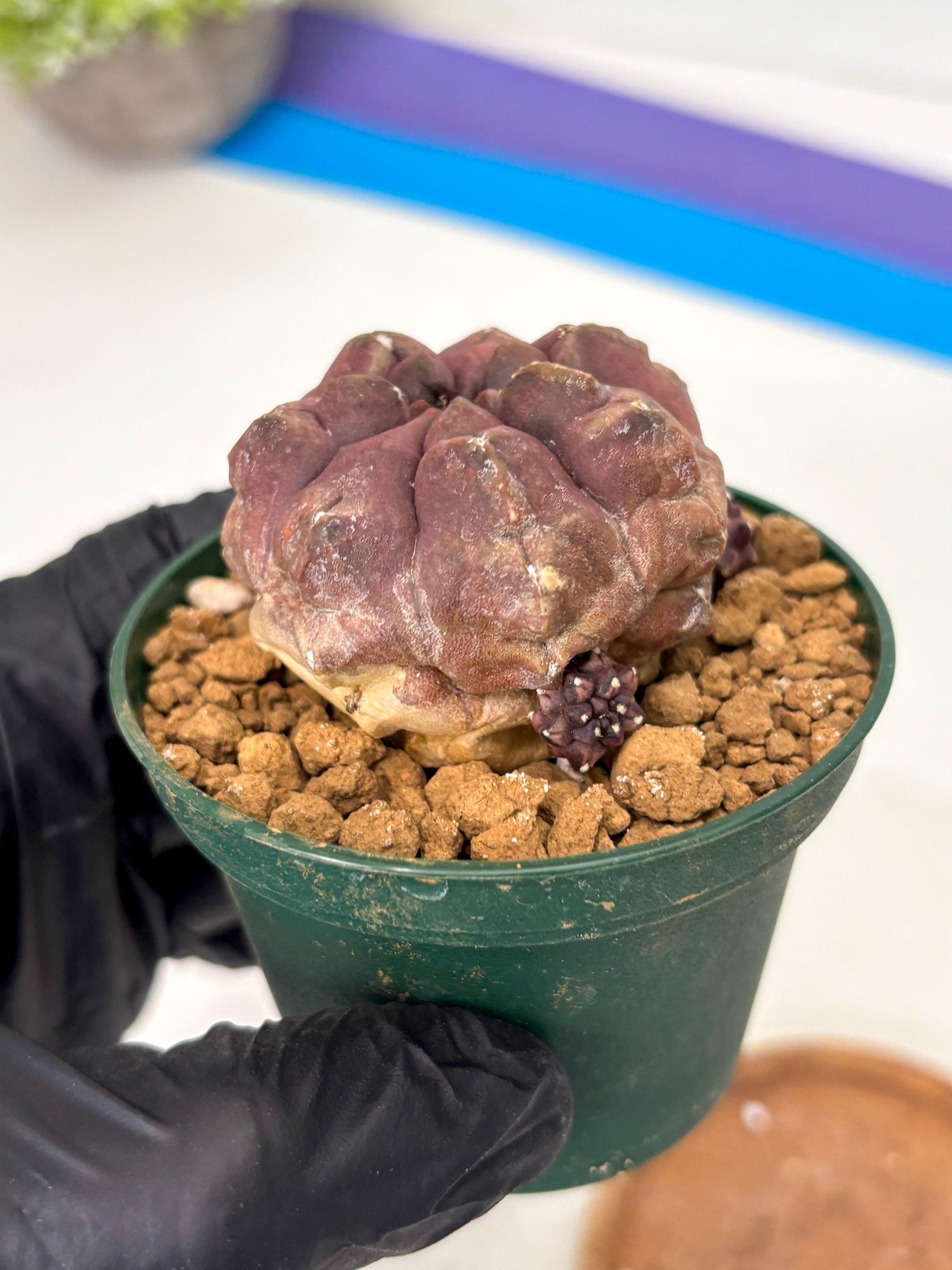 Gymnocalycium Daydream (gy16) (b2) | Rare Hybrids