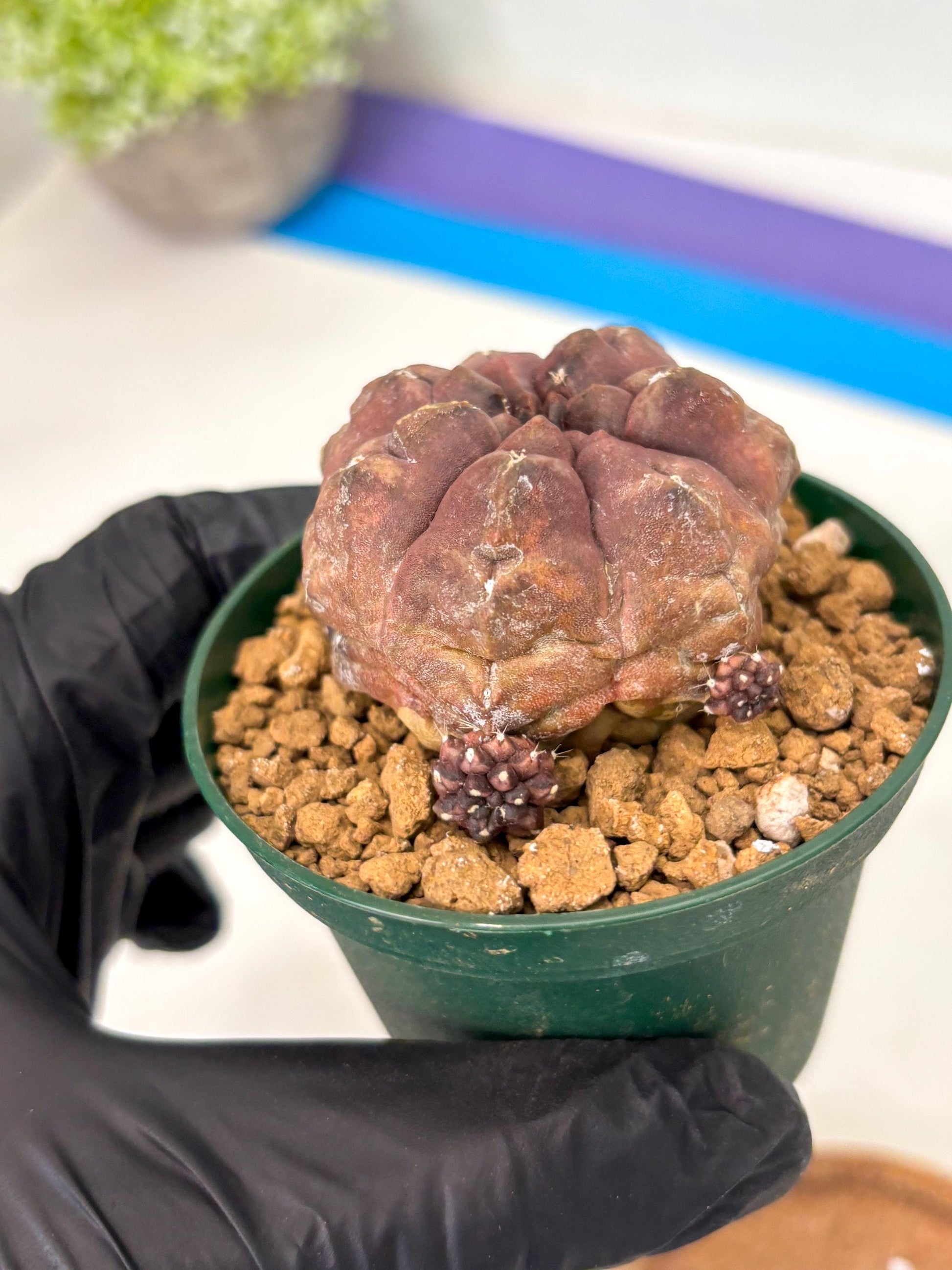 Gymnocalycium Daydream (gy16) (b2) | Rare Hybrids