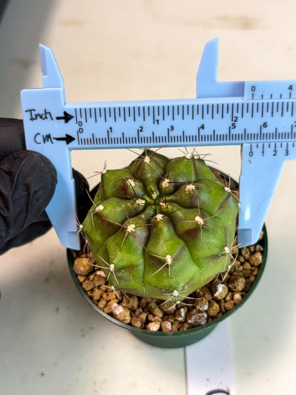 Gymnocalycium Chinese Dates (gy16) (b5) | Rare Hybrids