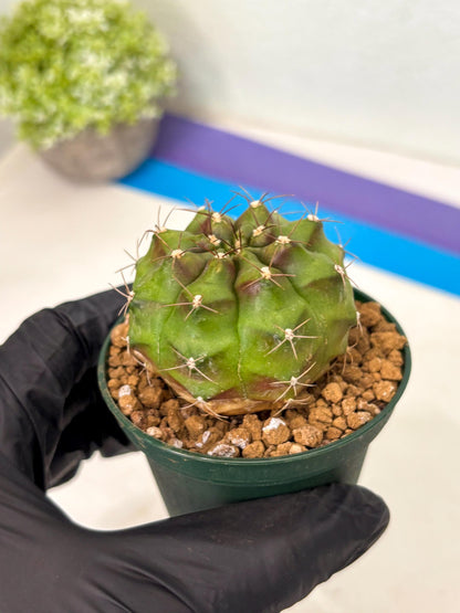 Gymnocalycium Chinese Dates (gy16) (b5) | Rare Hybrids