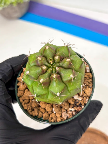 Gymnocalycium Chinese Dates (gy16) (b5) | Rare Hybrids