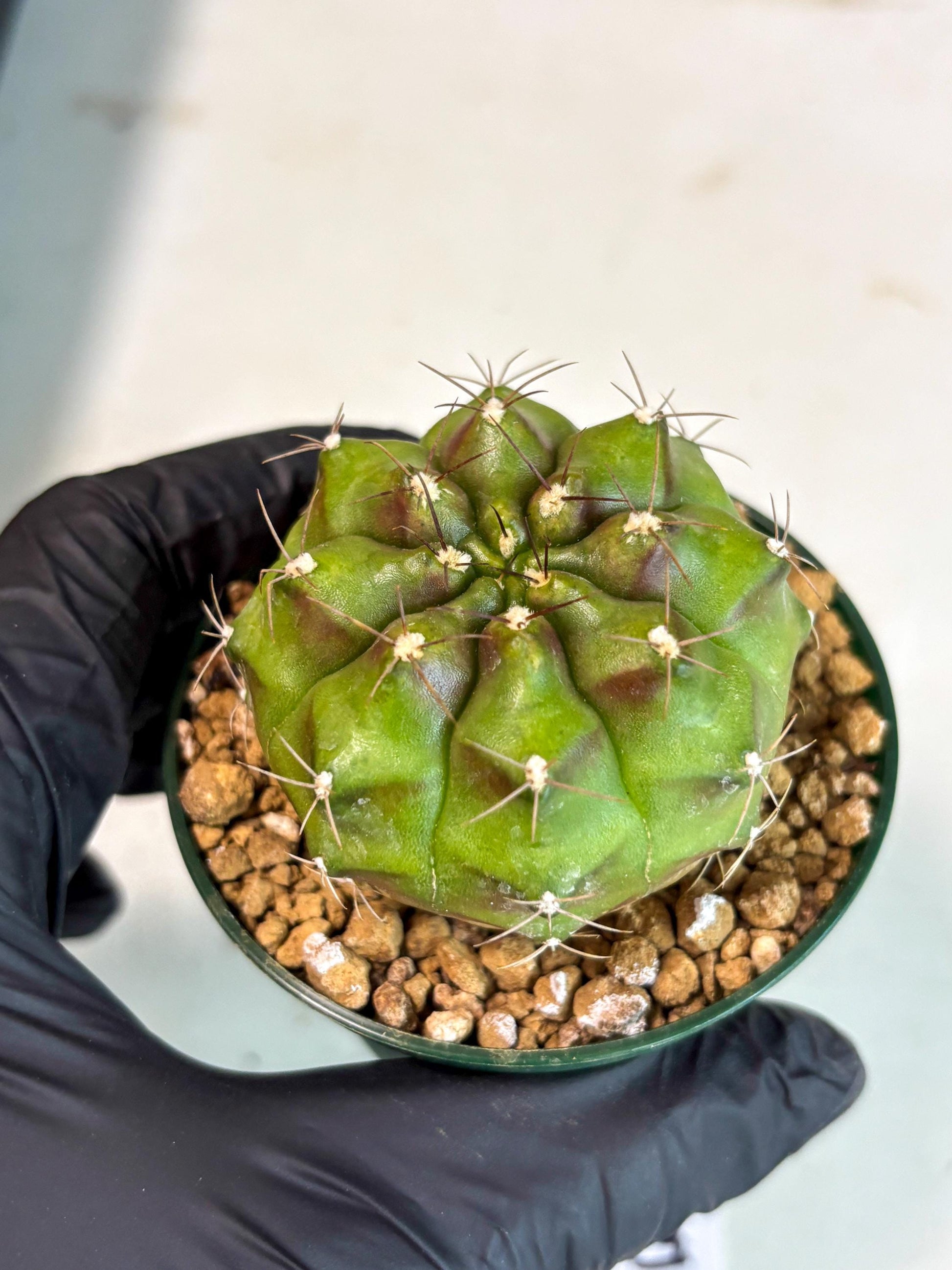Gymnocalycium Chinese Dates (gy16) (b5) | Rare Hybrids