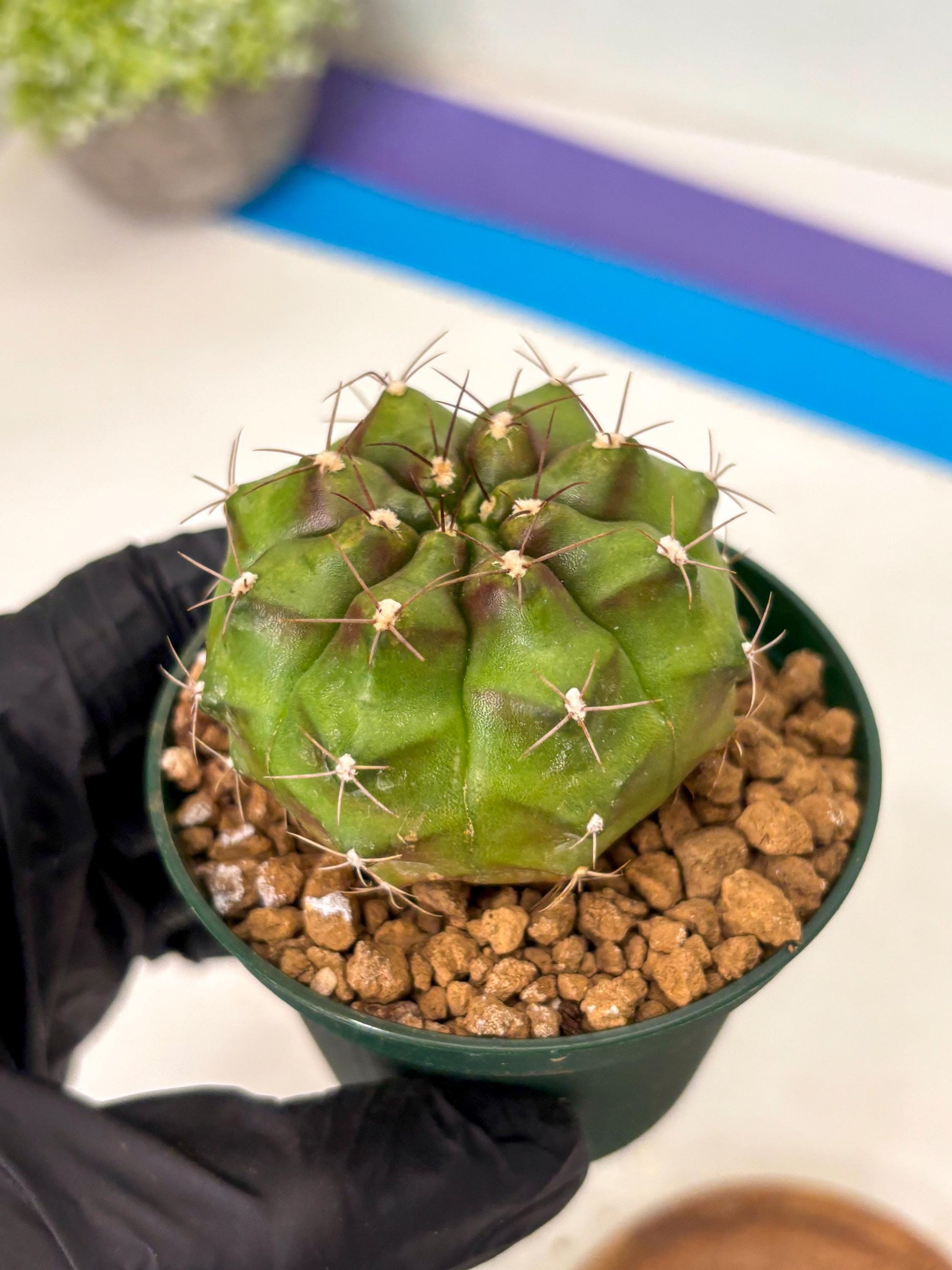 Gymnocalycium Chinese Dates (gy16) (b5) | Rare Hybrids