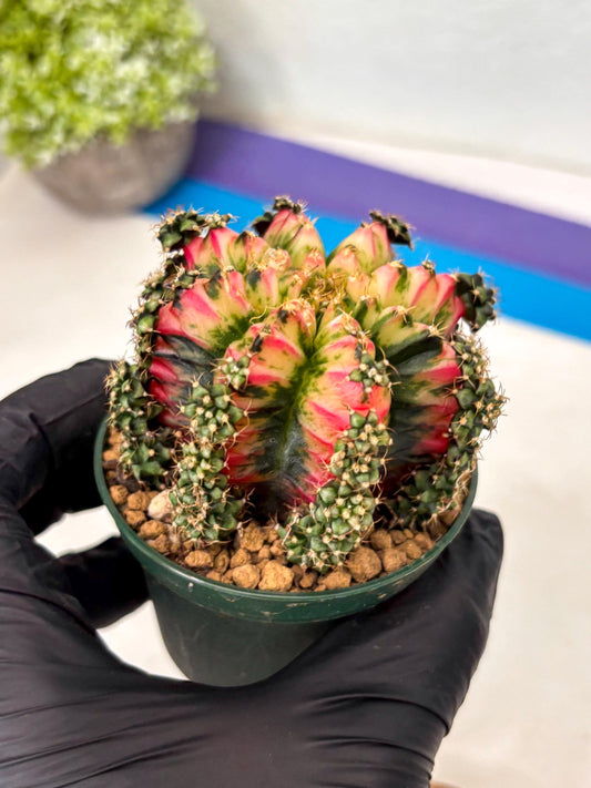 Gymnocalycium Multicolor (gy16) (r1) | Special Hybrid cactus