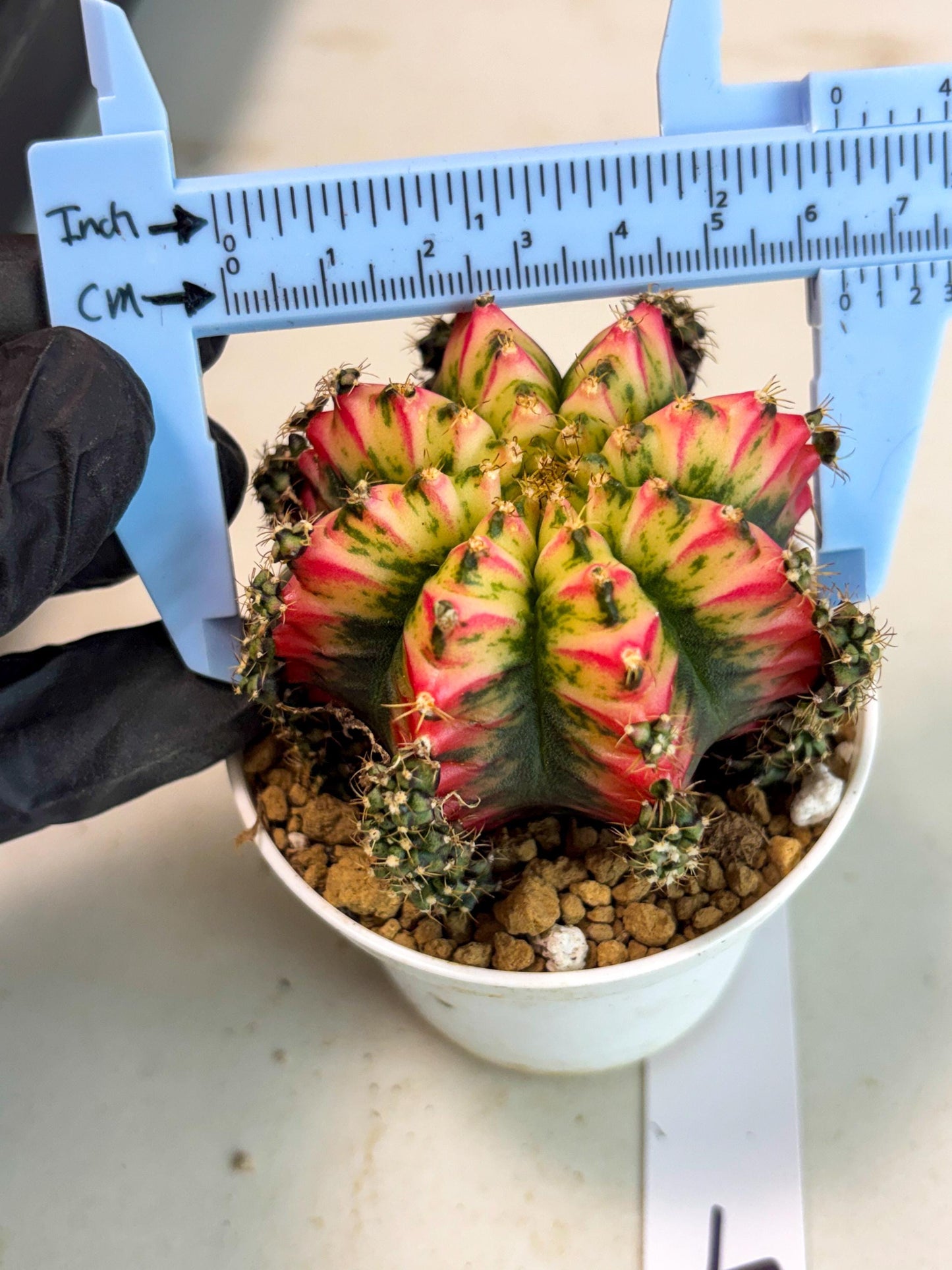 Gymnocalycium Multicolor (gy16) (r4) | Special Hybrid cactus